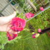 Danish Dwarf' Poppy – Compact Heritage Beauty with Spectacular Blooms