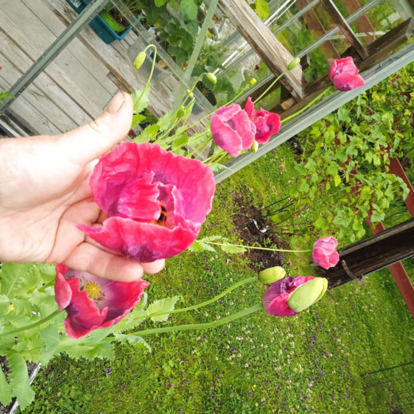 Danish Dwarf' Poppy – Compact Heritage Beauty with Spectacular Blooms