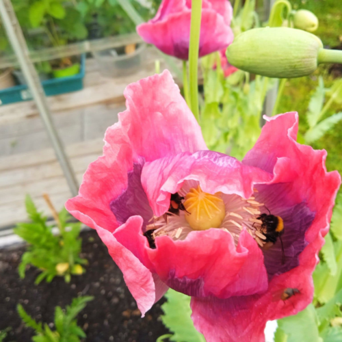 Danish Dwarf' Poppy – Compact Heritage Beauty with Spectacular Blooms