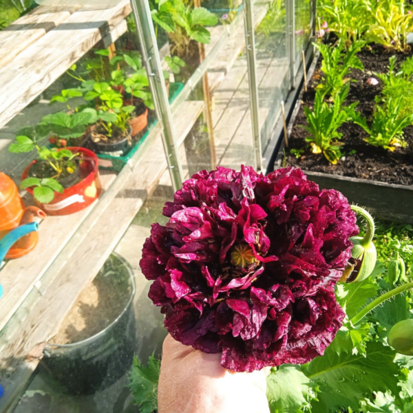 14 India Black Poppy