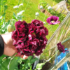 15 India Black Poppy