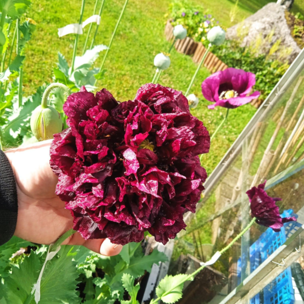 15 India Black Poppy