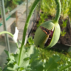 16 India Black Poppy