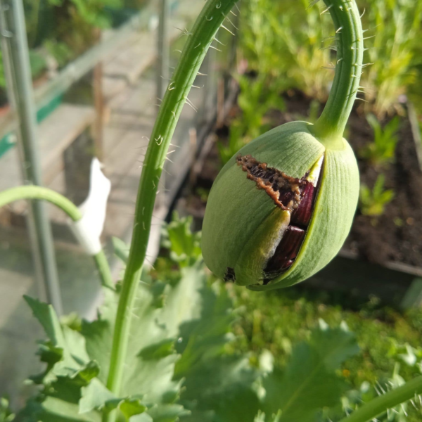 16 India Black Poppy