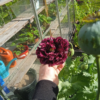 17 India Black Poppy