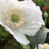 642004910_68b90973-1706-4a81-b95d-14b4dbac418a The Panjshir Poppy