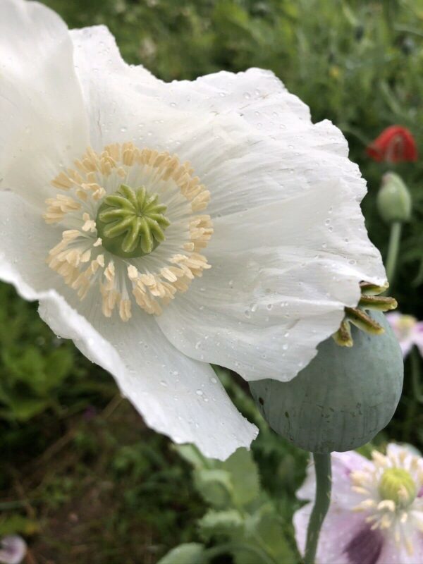 642004910_68b90973-1706-4a81-b95d-14b4dbac418a The Panjshir Poppy