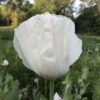 642004910_b75e61cc-a336-4d37-b788-08a5319953f4 The Panjshir Poppy