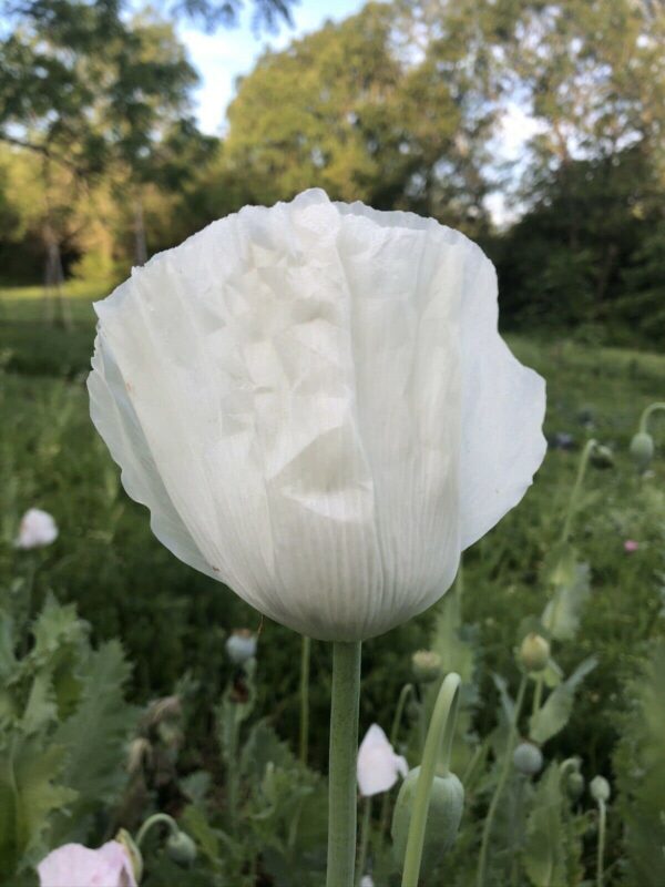 642004910_b75e61cc-a336-4d37-b788-08a5319953f4 The Panjshir Poppy