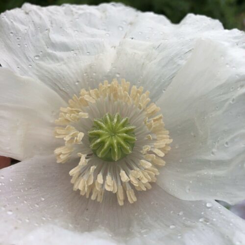 The Panjshir Poppy