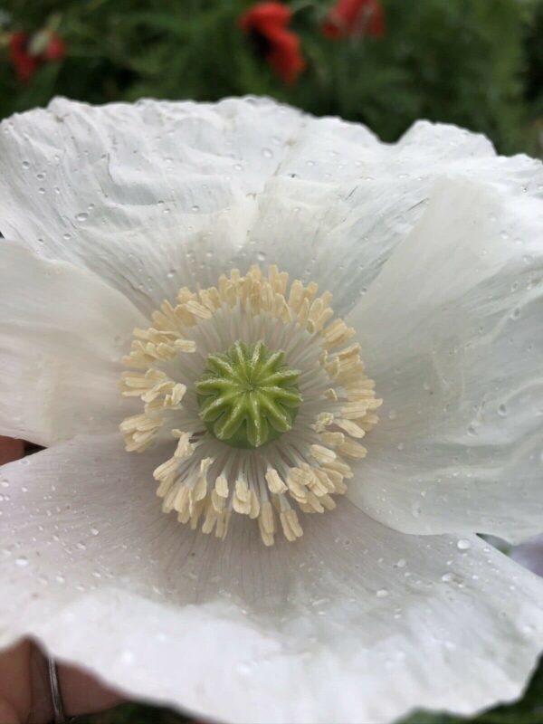 642004910_d755a526-5169-4176-9a74-0866d98527e7 The Panjshir Poppy