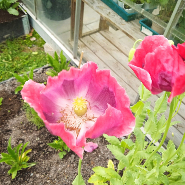 Danish Dwarf' Poppy – Compact Heritage Beauty with Spectacular Blooms