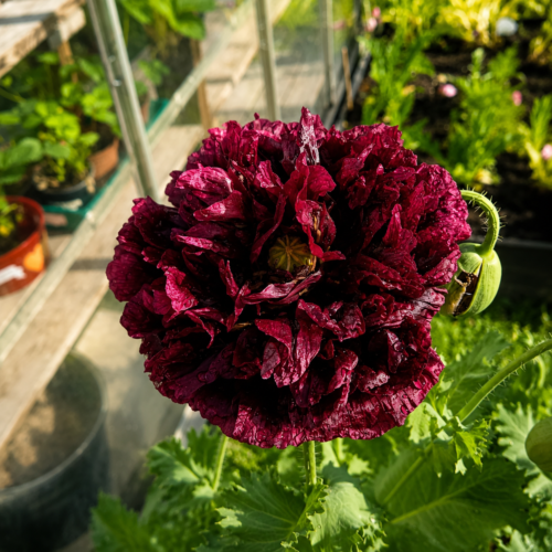 India Black Poppy