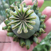 Hen and Chicks