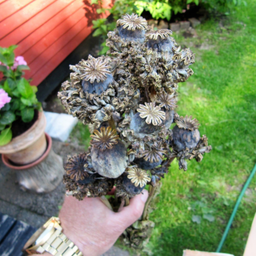 Hen and Chicks