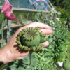 Hen and Chicks