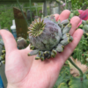 Hen and Chicks