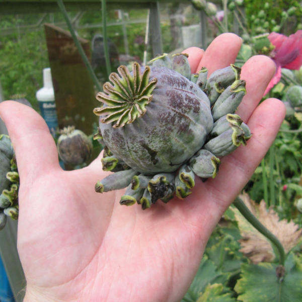 Hen and Chicks