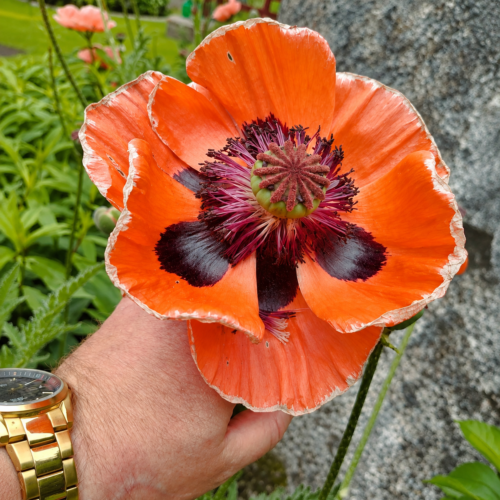 X Hybrid. Perennial Opium Poppy
