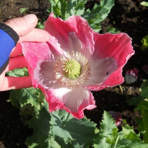 il_1588xN.7358422662_n41j Giganteum Opium Poppy