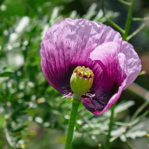 il_794xN.7358393434_oe3h Dutch Buddha Poppy
