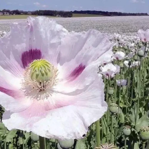 il_794xN.7358538316_i7hz Ancient Turkish Izmir Poppy