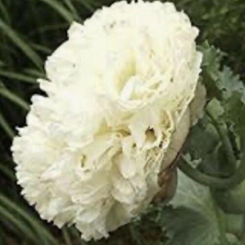 il_794xN.7406327013_gl5z China White Cloud Poppy