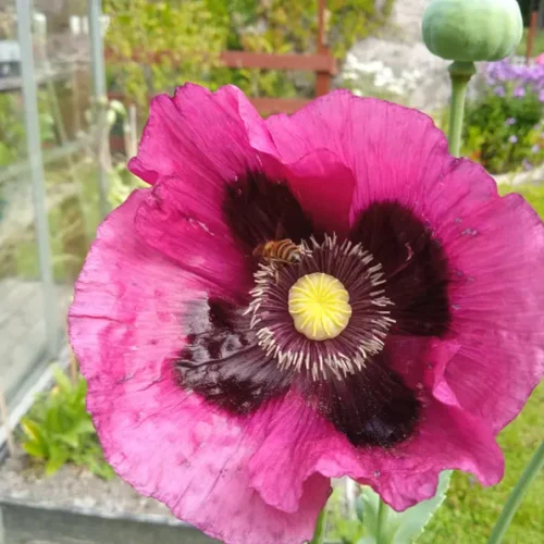 Izmir Afghan Blue Bush. Rare Heirloom Poppy